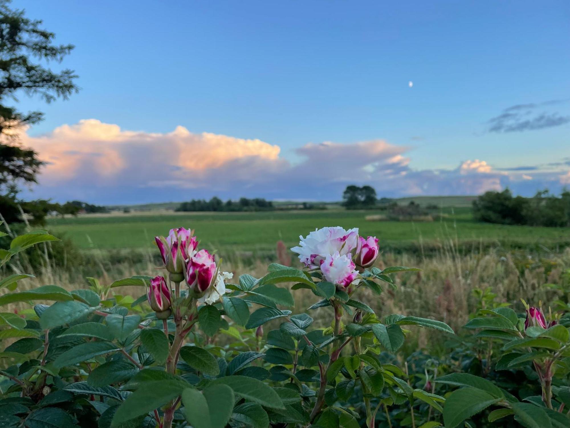 Droemhus Pa Oesterlen Glemminge Buitenkant foto